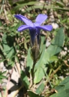 Einzelbild 4 Gefranster Enzian - Gentiana ciliata