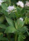 Einzelbild 1 Turiner Waldmeister - Asperula taurina