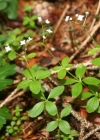 Einzelbild 1 Rundblättriges Labkraut - Galium rotundifolium