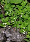 Einzelbild 2 Rundblättriges Labkraut - Galium rotundifolium
