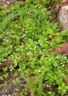 Einzelbild 3 Rundblättriges Labkraut - Galium rotundifolium