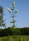 Einzelbild 3 Nordisches Labkraut - Galium boreale