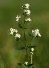 Einzelbild 4 Nordisches Labkraut - Galium boreale