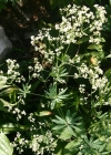 Einzelbild 3 Wald-Labkraut - Galium sylvaticum