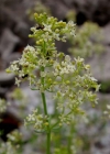 Einzelbild 2 Glänzendes Labkraut - Galium lucidum