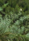 Einzelbild 3 Glänzendes Labkraut - Galium lucidum