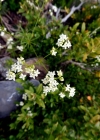 Einzelbild 4 Glänzendes Labkraut - Galium lucidum