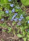 Einzelbild 2 Wald-Vergissmeinnicht - Myosotis sylvatica