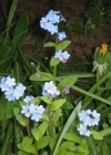 Einzelbild 1 Wald-Vergissmeinnicht - Myosotis sylvatica