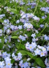 Einzelbild 1 Sumpf-Vergissmeinnicht - Myosotis scorpioides