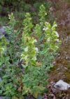 Einzelbild 1 Salbeiblättriger Gamander - Teucrium scorodonia