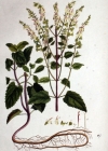 Einzelbild 3 Salbeiblättriger Gamander - Teucrium scorodonia