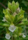 Einzelbild 4 Salbeiblättriger Gamander - Teucrium scorodonia