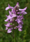 Einzelbild 1 Echte Betonie - Stachys officinalis