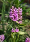 Einzelbild 4 Echte Betonie - Stachys officinalis