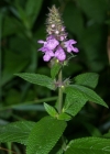 Einzelbild 1 Sumpf-Ziest - Stachys palustris