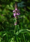 Einzelbild 4 Sumpf-Ziest - Stachys palustris