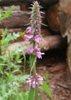 Einzelbild 1 Alpen-Ziest - Stachys alpina