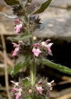 Einzelbild 3 Alpen-Ziest - Stachys alpina