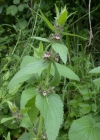 Einzelbild 4 Alpen-Ziest - Stachys alpina