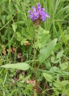 Einzelbild 2 Grosse Brunelle - Prunella grandiflora