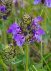 Einzelbild 4 Grosse Brunelle - Prunella grandiflora
