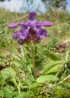 Einzelbild 1 Grosse Brunelle - Prunella grandiflora