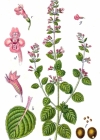 Einzelbild 2 Wald-Bergminze - Calamintha menthifolia