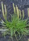 Einzelbild 1 Schlangen-Wegerich - Plantago serpentina