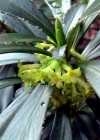 Einzelbild 3 Lorbeer-Seidelbast - Daphne laureola