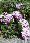 Einzelbild 1 Gestreifter Seidelbast - Daphne striata