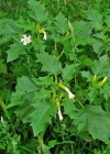 Einzelbild 4 Stechapfel - Datura stramonium