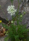 Einzelbild 3 Wilde Möhre - Daucus carota