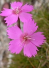 Einzelbild 2 Stein-Nelke - Dianthus sylvestris