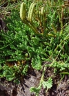 Einzelbild 2 Alpen-Flachbärlapp - Diphasiastrum alpinum
