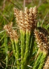 Einzelbild 3 Alpen-Flachbärlapp - Diphasiastrum alpinum