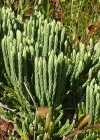 Einzelbild 4 Alpen-Flachbärlapp - Diphasiastrum alpinum