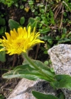 Einzelbild 1 Clusius' Gämswurz - Doronicum clusii