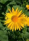 Einzelbild 3 Grossköpfige Gämswurz - Doronicum grandiflorum