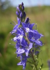 Einzelbild 3 Grosser Ehrenpreis - Veronica teucrium