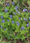 Einzelbild 3 Alpen-Ehrenpreis - Veronica alpina