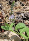 Einzelbild 2 Echter Ehrenpreis - Veronica officinalis