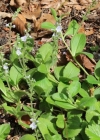 Einzelbild 3 Echter Ehrenpreis - Veronica officinalis