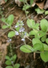 Einzelbild 4 Echter Ehrenpreis - Veronica officinalis