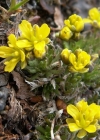 Einzelbild 4 Immergrünes Felsenblümchen - Draba aizoides