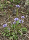 Einzelbild 1 Gemeine Kugelblume - Globularia bisnagarica