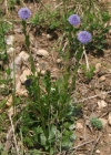 Einzelbild 3 Gemeine Kugelblume - Globularia bisnagarica