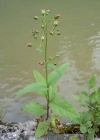 Einzelbild 2 Knotige Braunwurz - Scrophularia nodosa