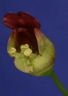 Einzelbild 1 Knotige Braunwurz - Scrophularia nodosa