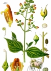Einzelbild 3 Knotige Braunwurz - Scrophularia nodosa